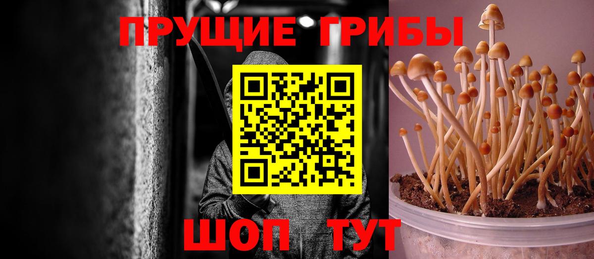 Псилоцибиновые грибы Psilocybe Вышний Волочёк